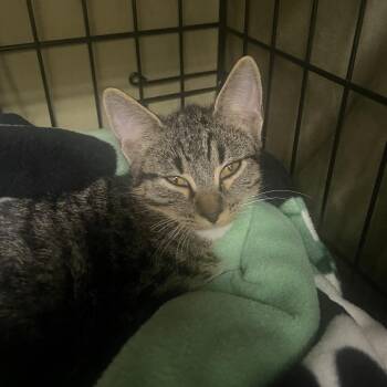 Gibson (no collar) -  Domestic Short Hair Cat for Adoption in Bismarck, North Dakota - Gibson (no Collar) | PetCurious