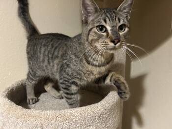 Rescue Domestic Short Hair Cats for Adoption in Lafayette, Colorado - Hex | PetCurious