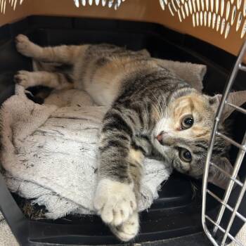 Halsey -  Domestic Short Hair Cat for Adoption in Coos Bay, Oregon - Halsey | PetCurious