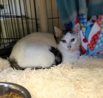 Rescue Domestic Short Hair Cats for Adoption in La Crescent, Minnesota - PARKER | PetCurious