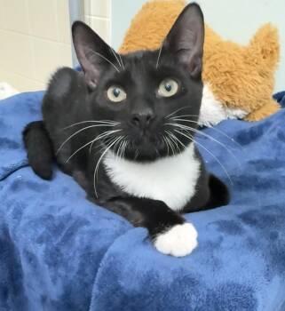 Domestic Short Hair Cats Available for Adoption - JD | PetCurious