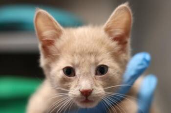 Mouse -  Domestic Short Hair Cat Available for Adoption in Winnipeg, Manitoba - Mouse | PetCurious