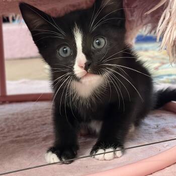 Oliver (with Kate) -  Tuxedo Cat for Adoption in Montclair, New Jersey - Oliver (with Kate) | PetCurious
