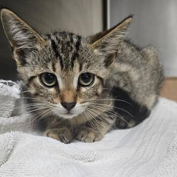 Mary -  Domestic Short Hair Cat for Adoption in Donalsonville, Georgia - Mary | PetCurious