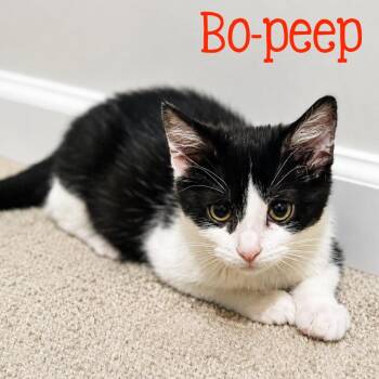 Bo-peep...no sheep needed, Bo-Peep just needs you -  Domestic Short Hair Cat for Adoption in Murfreesboro, Tennessee - Bo-peep...no Sheep Needed, Bo-Peep Just Needs You | PetCurious