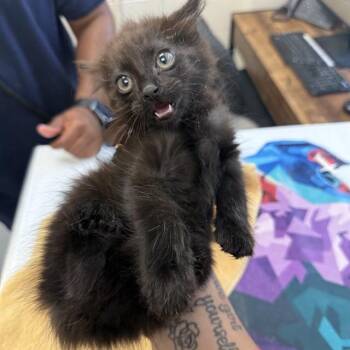 Domestic Short Hair Cats Available for Adoption - TIN | PetCurious