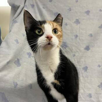 Rescue Domestic Short Hair Cats for Adoption in Lyndhurst, Virginia - Celandine | PetCurious