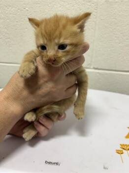 HARRY -  Domestic Short Hair Cat for Adoption - HARRY | PetCurious