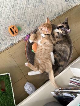 Rescue Domestic Short Hair Cats for Adoption in New York, New York - Aristokitties- Adopt 1 Or 3 Two Orange And A Calico | PetCurious