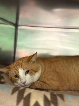 Domestic Short Hair Cats Available for Adoption in Olean, New York - Flash | PetCurious