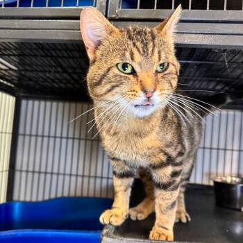Marco -  Domestic Short Hair Cat Available for Adoption in Saginaw, Michigan - Marco | PetCurious