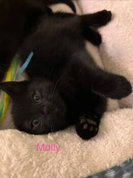 American Shorthair Cats Available for Adoption in Hagaman, New York - Molly | PetCurious