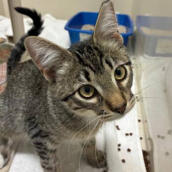 Ike -  Domestic Short Hair Cat for Adoption in St. Helena, California - Ike | PetCurious