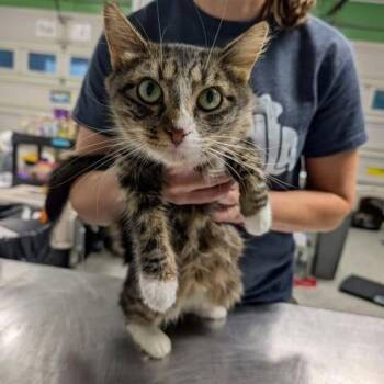Chicken Every Sunday -  Domestic Medium Hair Cat for Adoption in Fredericksburg, Virginia - Chicken Every Sunday | PetCurious