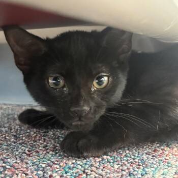 Sadie -  Domestic Short Hair Cat for Adoption in Buffalo, New York - Sadie | PetCurious