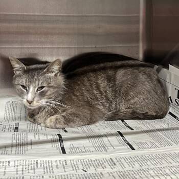 Domestic Short Hair Cats Available for Adoption in Pauls Valley, Oklahoma - Lina | PetCurious