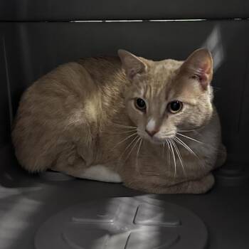 Banjo -  Domestic Short Hair Cat for Adoption in Charlottesville, Virginia - Banjo | PetCurious