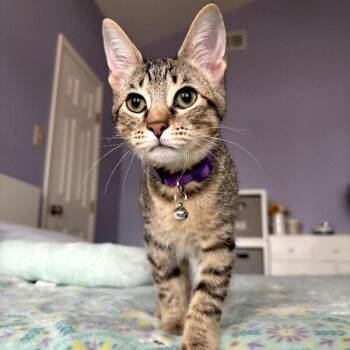 Glitter Disco -  Tabby and Domestic Short Hair Cat for Adoption in Friendswood, Texas - Glitter Disco | PetCurious