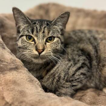 Calamity Jane -  Domestic Short Hair Cat for Adoption in Brownsboro, Alabama - Calamity Jane | PetCurious