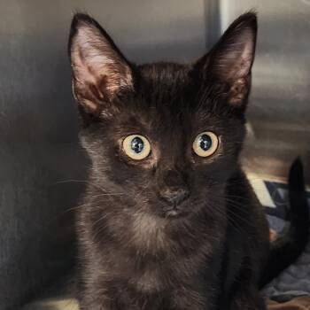 Rescue Domestic Short Hair Cats for Adoption in Corsicana, Texas - Blake K47435 | PetCurious