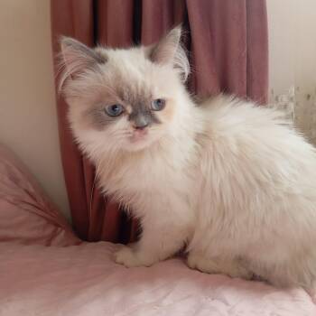 Hong -  Ragdoll and Himalayan Cat for Adoption in Brampton, Ontario - Hong | PetCurious