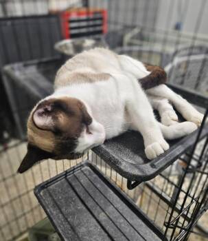 Freedom -  Domestic Short Hair Cat for Adoption in Manchester, Tennessee - Freedom | PetCurious