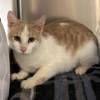 Domestic Short Hair Cats Available for Adoption in Chippewa Falls, Wisconsin - Gidget | PetCurious