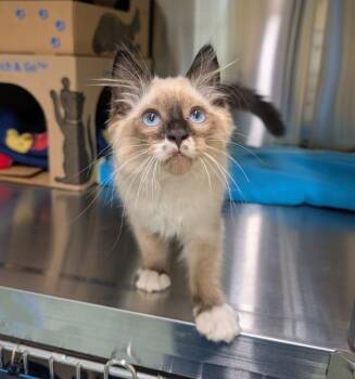 Count Fluffula -  Himalayan and Domestic Medium Hair Cat for Adoption in Sechelt, British Columbia - Count Fluffula | PetCurious
