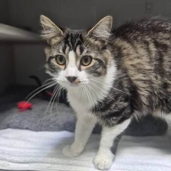 Domestic Short Hair Cats Available for Adoption in Newark, New Jersey - Patches | PetCurious