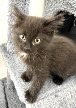 Dozer, athletic, affectionate & active darling -  Persian and Tabby Cat for Adoption in Bonney Lake, Washington - Dozer, Athletic, Affectionate & Active Darling | PetCurious