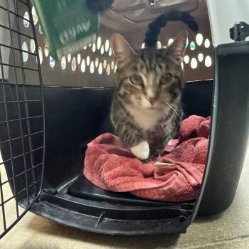 Domestic Short Hair Cats Available for Adoption in York, Pennsylvania - Kurt | PetCurious