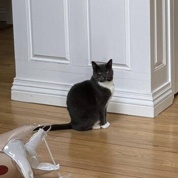 Selina-NYC -  Domestic Short Hair Cat for Adoption in New York, New York - Selina-NYC | PetCurious