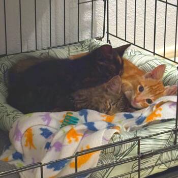 Caliko -  Domestic Short Hair Cat for Adoption in Webster, Texas - Caliko | PetCurious