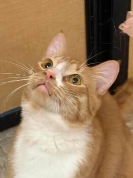Domestic Short Hair Cats Available for Adoption - Beau | PetCurious
