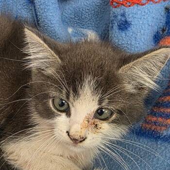 Footloose -  Domestic Long Hair Cat for Adoption in Bronson, Florida - Footloose | PetCurious