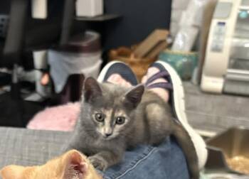 Cannoli -  Domestic Short Hair Cat for Adoption in Virginia Beach, Virginia - Cannoli | PetCurious