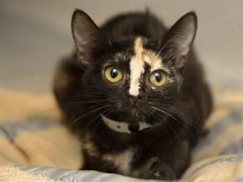 Domestic Short Hair Cats Available for Adoption in Phoenix, Arizona - MIRANDA | PetCurious