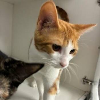 Mobley -  Domestic Short Hair Cat for Adoption in Jeffersonville, Indiana - Mobley | PetCurious