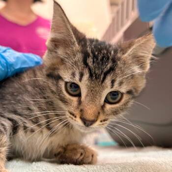 Amsterdam -  Domestic Short Hair Cat for Adoption in Woodinville, Washington - Amsterdam | PetCurious