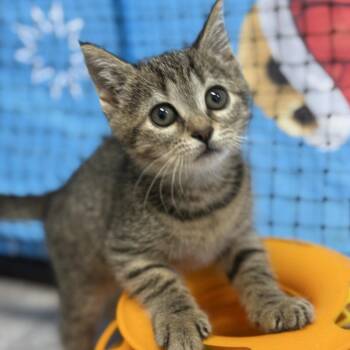Lyla -  Domestic Short Hair Cat for Adoption in Ridgely, Maryland - Lyla | PetCurious