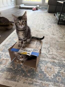 Marseille -  Domestic Short Hair and Tabby Cat for Adoption in Dallas, Texas - Marseille | PetCurious