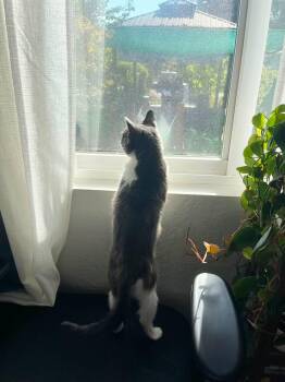 Gremlin -  Tuxedo and Domestic Medium Hair Cat for Adoption in Walnut Creek, California - Gremlin | PetCurious
