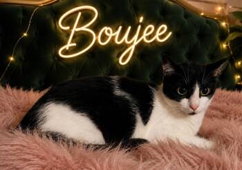 Boujee -  Domestic Short Hair Cat for Adoption in Dalton, Georgia - Boujee | PetCurious