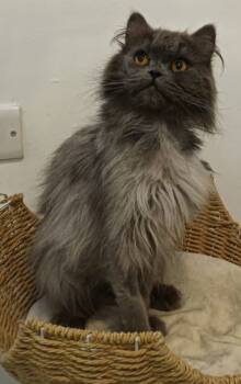 Rescue Persian Cats for Adoption in Snow Hill, Maryland - Lance | PetCurious