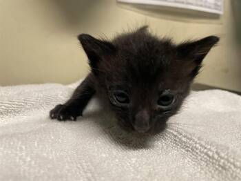 Rescue Domestic Short Hair Cats for Adoption in Pasadena, California - SUNNY | PetCurious