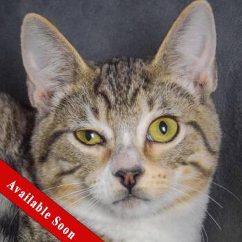 Rescue Tabby and Domestic Short Hair Cats for Adoption in Huntley, Illinois - Chewie | PetCurious