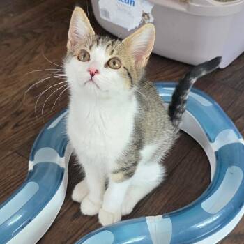 Cleo -  Domestic Short Hair Cat for Adoption in Kansas City, Missouri - Cleo | PetCurious
