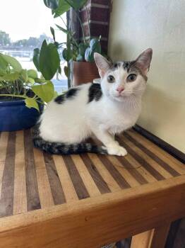 Rescue Domestic Short Hair Cats for Adoption in Nashville, Tennessee - Lopsy | PetCurious