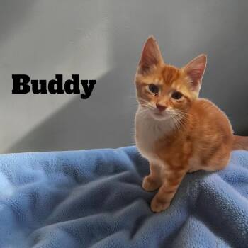 Buddy -  Domestic Short Hair Cat for Adoption in Carmel, Indiana - Buddy | PetCurious