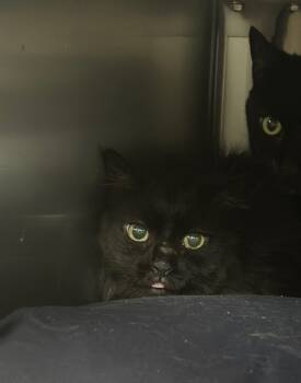 Rescue Domestic Short Hair Cats for Adoption in Pomona, New York - Bella | PetCurious